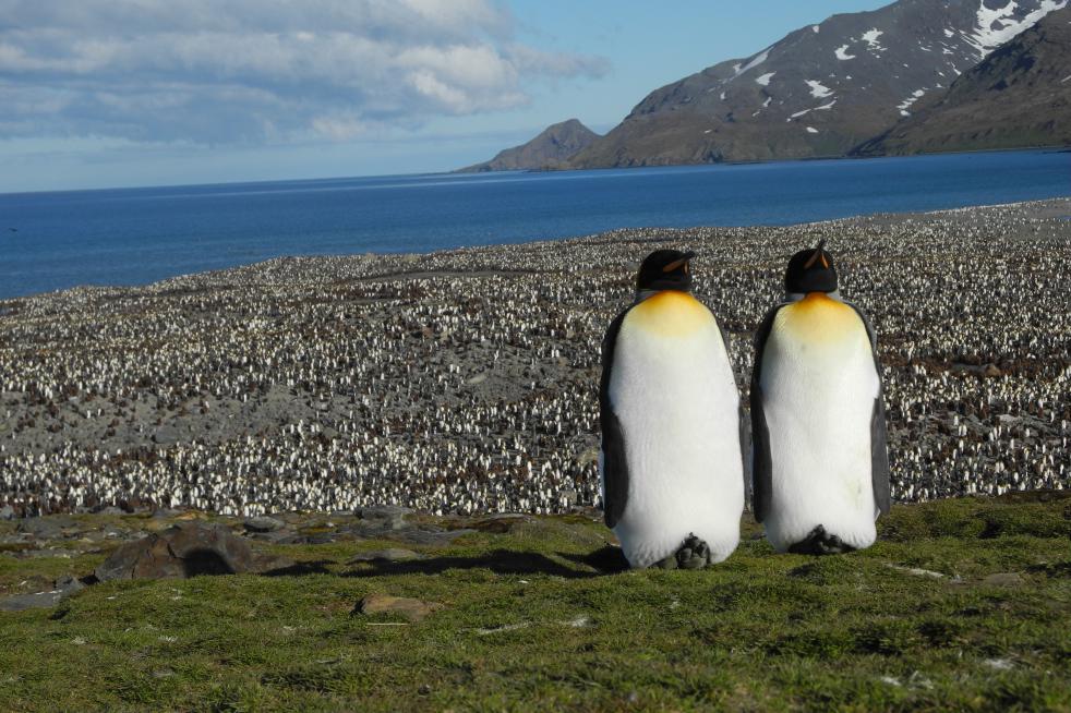 South Georgia & Antarctic Peninsula: Penguin Safari (Buenos Aires)