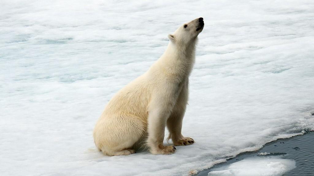 Spitsbergen Explorer: Wildlife Capital of the Arctic 2023-24