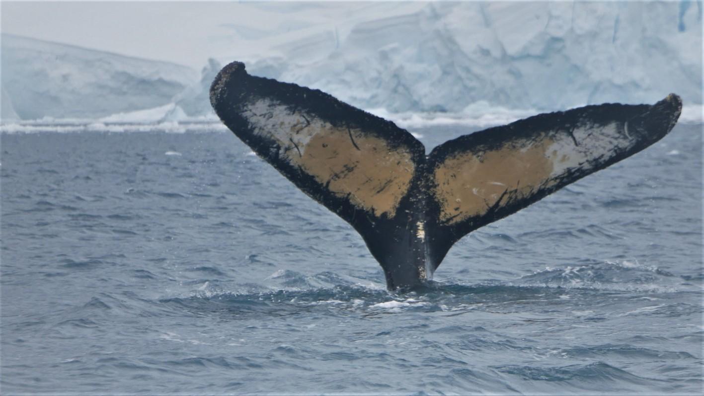 Best of Antarctica: whale discovery