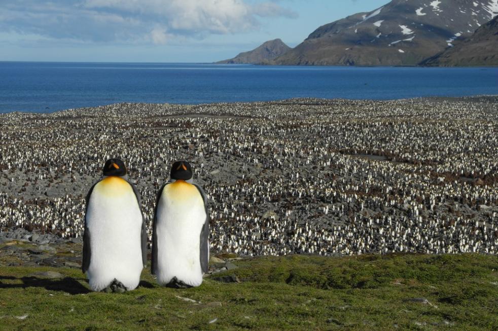 Falkland, South Georgia, Antarctica