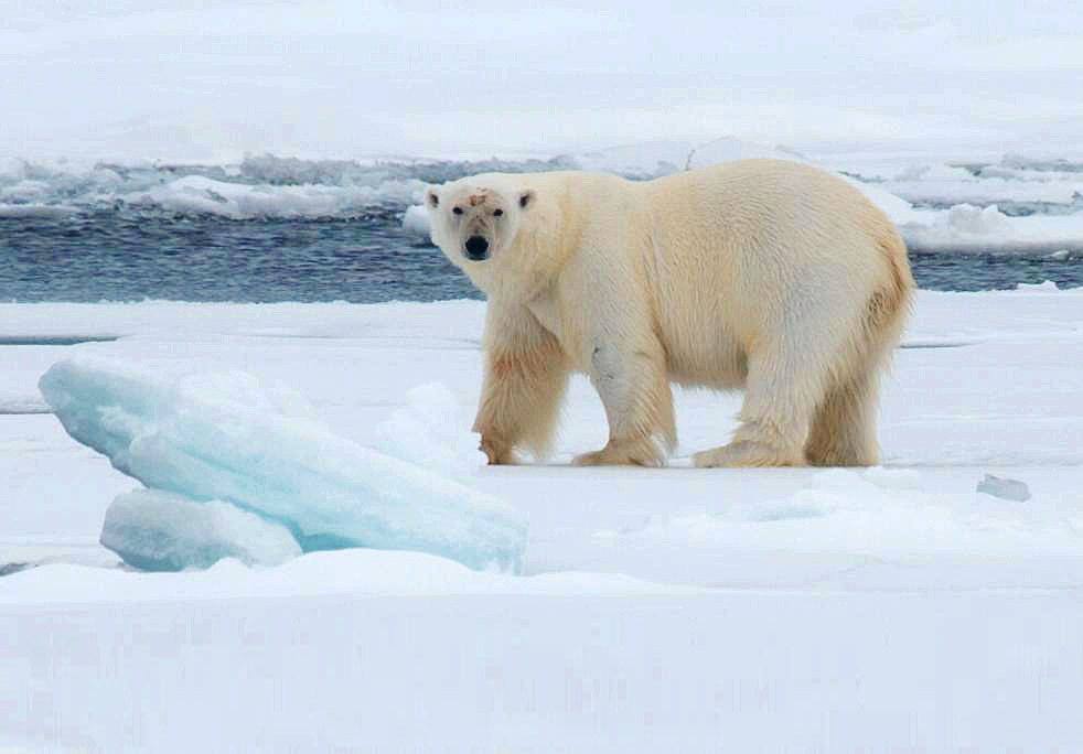 Explorador del Norte de Spitsbergen: paisajes, hielo marino y vida salvaje 2024