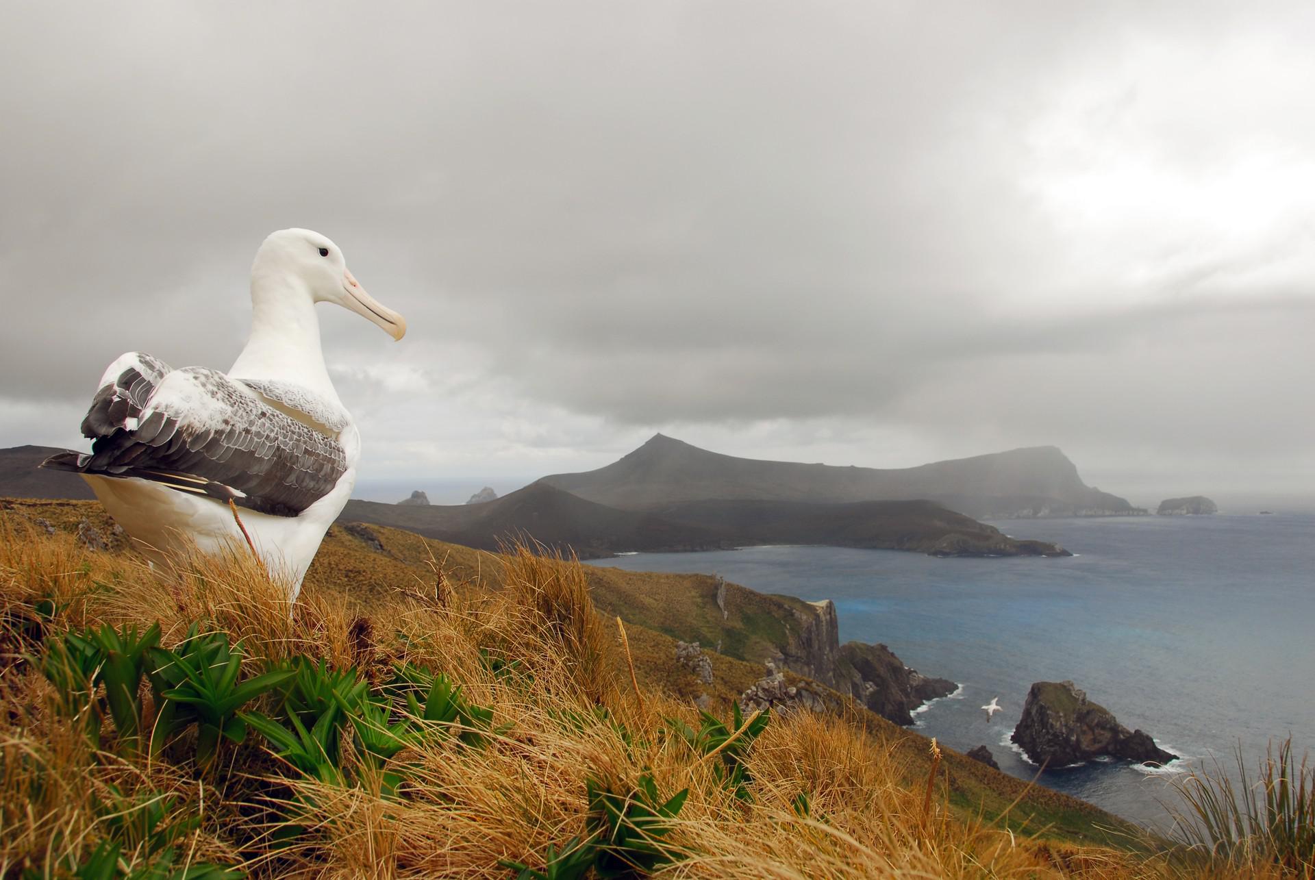 Las Islas Olvidadas del Pacfico Sur: Islas Subantarticas