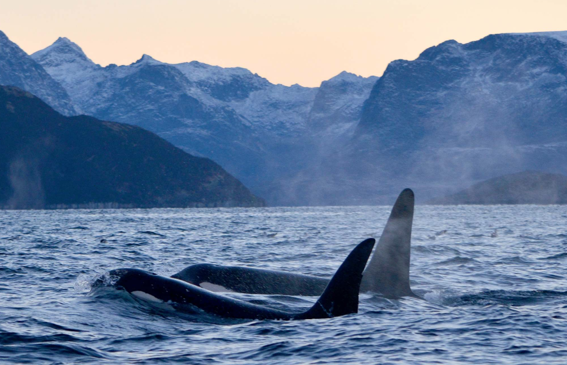 Orcas y auroras boreales en el norte de Noruega