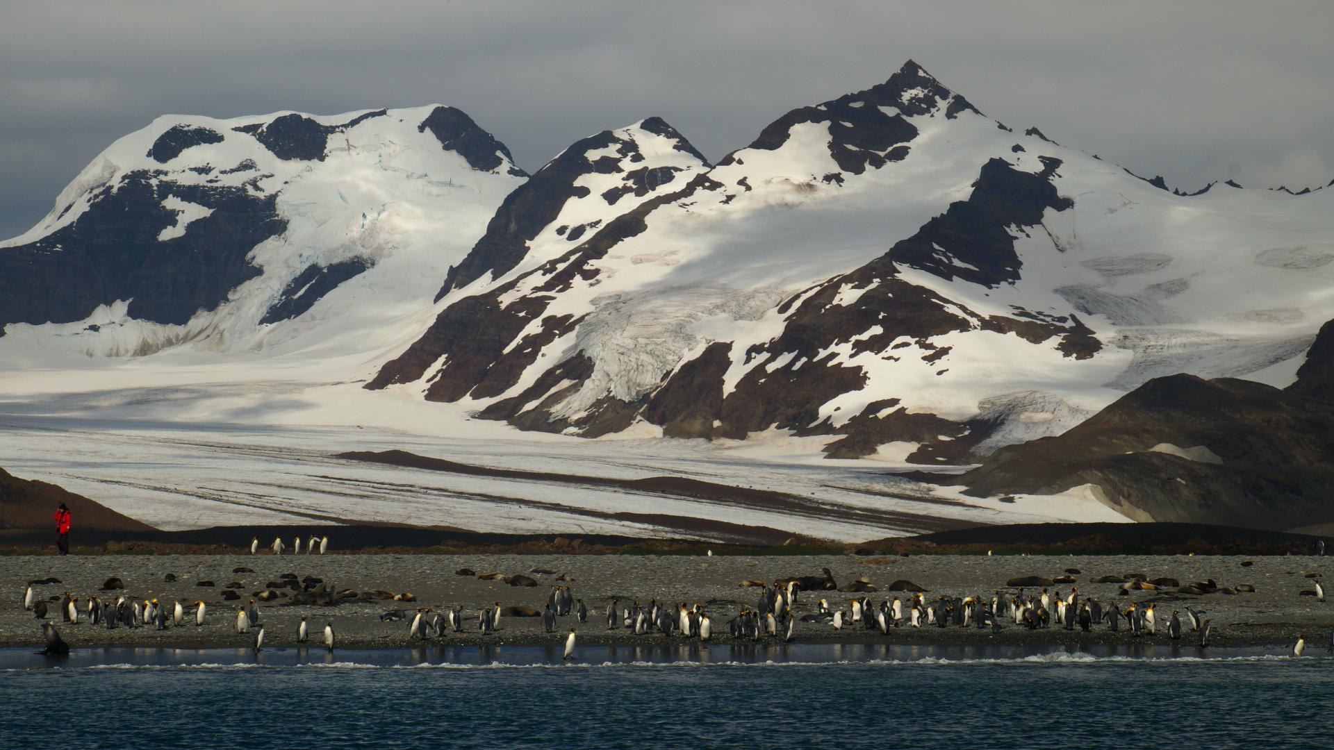 Falkland, South Georgia, Antarctica
