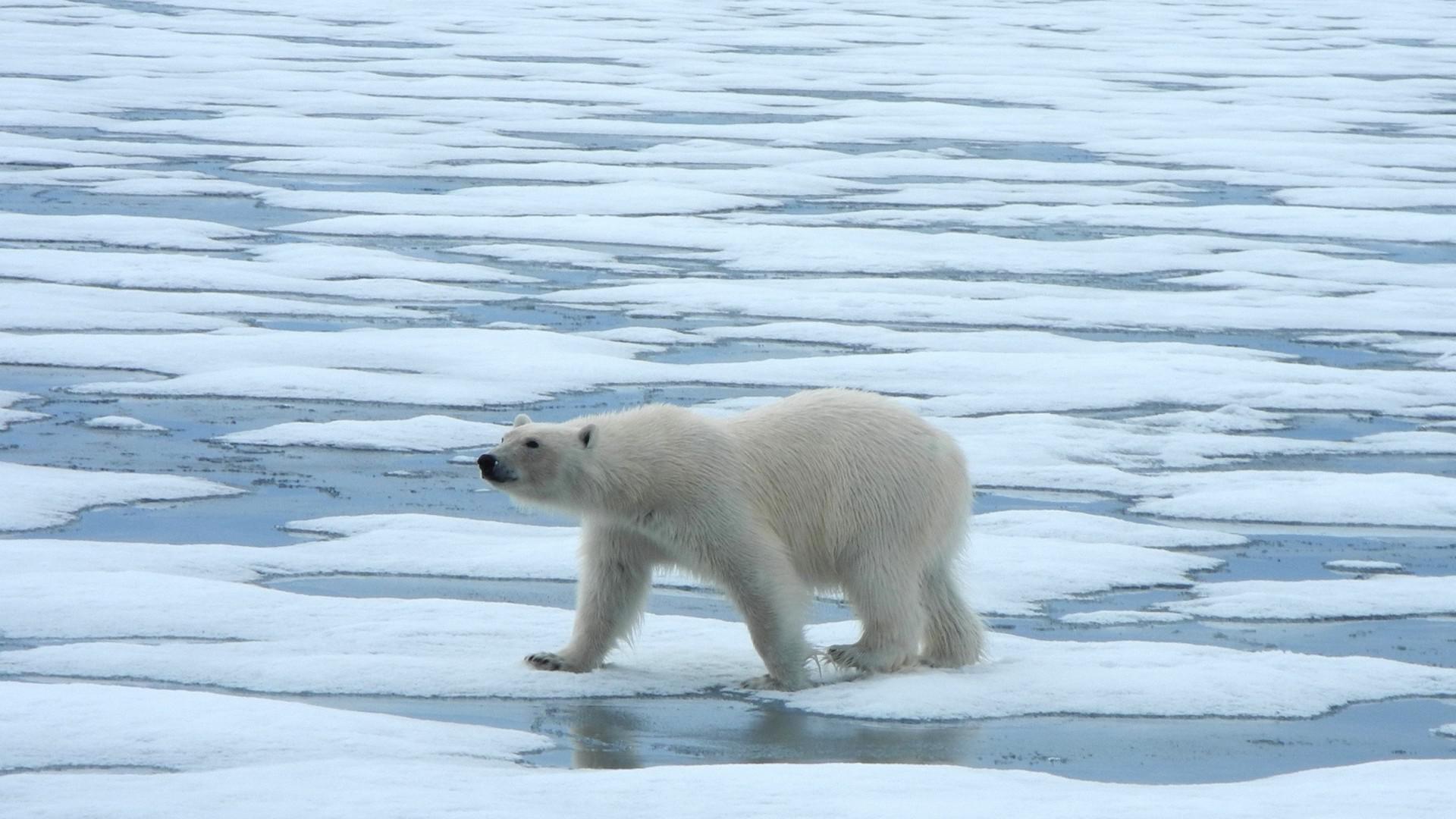 Fotografa en Spitsbergen: osos polares